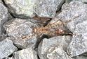Episinus_maculipes_F2209_Z_85_Les Gris_Frankrijk